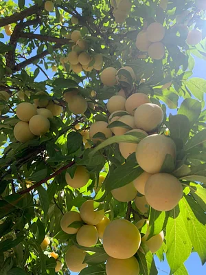 Ecocropping