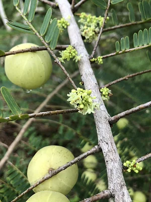 Indian gooseberry from BTLLAgroforestry