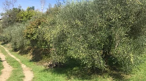 Olive trees