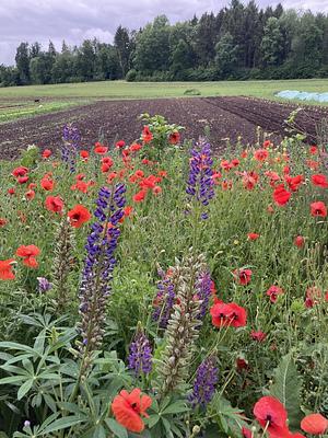 Mehr als gmües