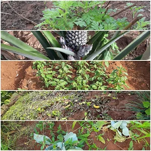 Eco-ferme de Possotome Sud-Bénin