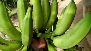 Eco-ferme de Possotome Sud-Bénin