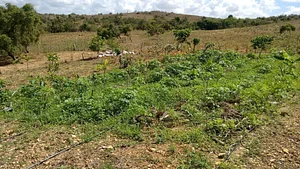 Área 20 dias depois