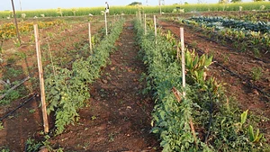 Test field intercropping