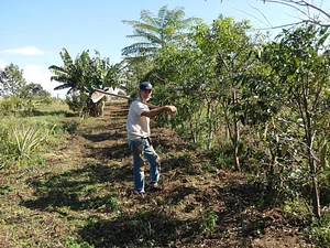Agrofloresta com três anos.