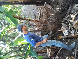 Reformando o círculo de bananeiras
