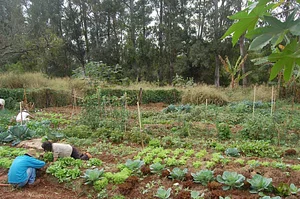 Agrofloresta NHEENGATU