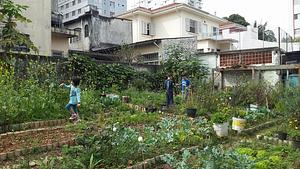 Horta Comunitária da Saúde