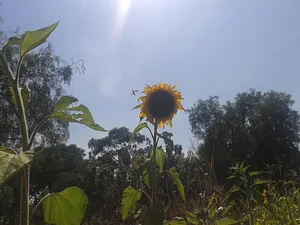 Girasol