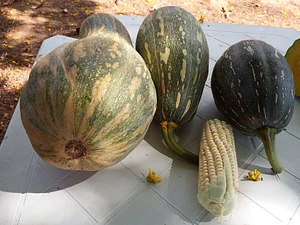 NEA Arandu 3