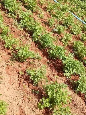 NEA Arandu 6