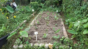 Horta Comunitária da Saúde 5