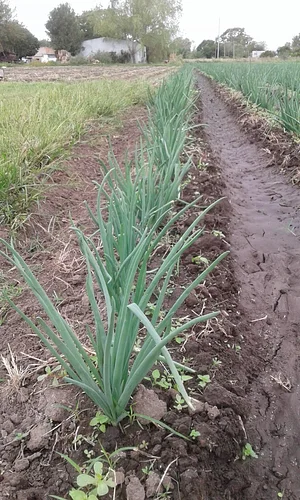 Catedra de Agroecología La Plata 3