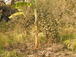 Agrofloresta da GEISA