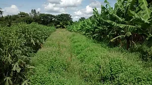Fuê simples natural 4