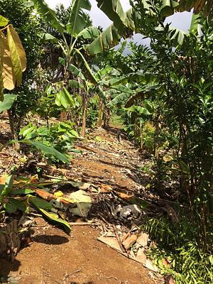 Sistemas Agroflorestais Biodiversos do Baixo Sul da Bahia