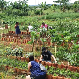Horta Comunitário no Guará QI 10
