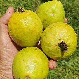 Horta Comunitário