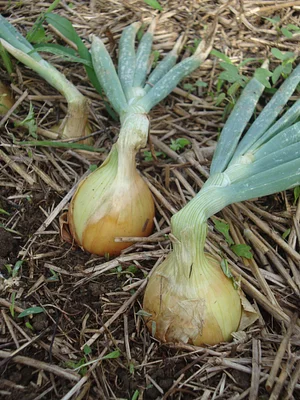 Bulbos de cebola em sistema orgânico na fase de colheita