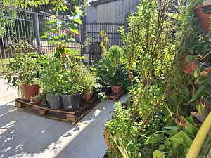 My little garden