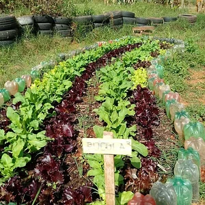 Horta Comunitário no Guará QI 10