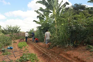 Agrofloresta Yebá 1