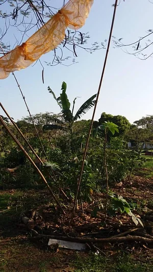 Sistema Florestal Paisagístico Agroecológico