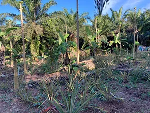 Dynamic Agroforestry