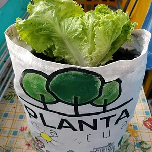 Hortas Urbanas da Planta na Rua RJ
