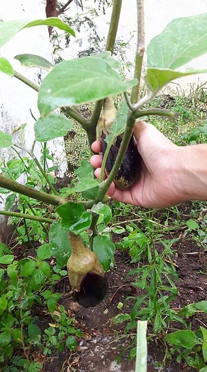 Hortas Urbanas da Planta na Rua RJ 6