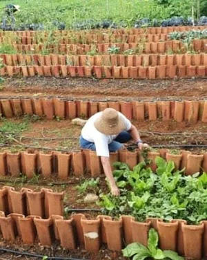 Horta Comunitária do Guará 4