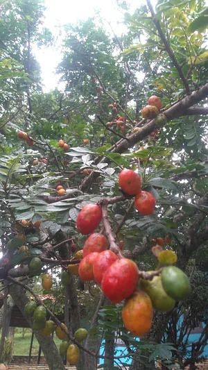 Horta Agroecológica Ipanema 3