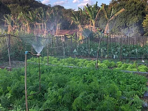 Horta Agroecológica Ipanema 4