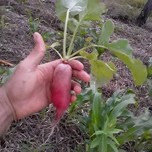Agroflorestal Terra Prometida