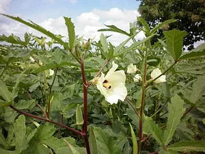 Agricultura Regenerativa En la Antigua Granja Maya 1