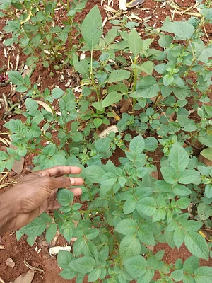 Organic potatoes