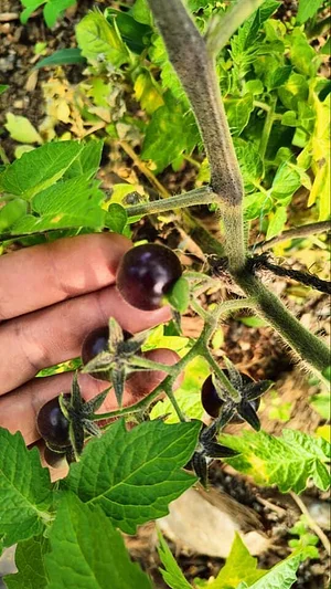Huerto de Todos