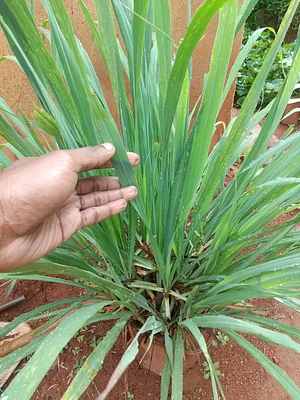 Lemongrass