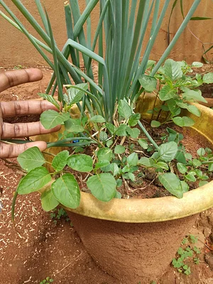 Amaranths retroflexus with onion