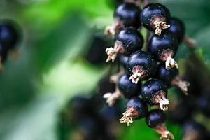 Brachland Bio Beeren & Obst 7