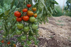 Brachland Bio Beeren & Obst 1